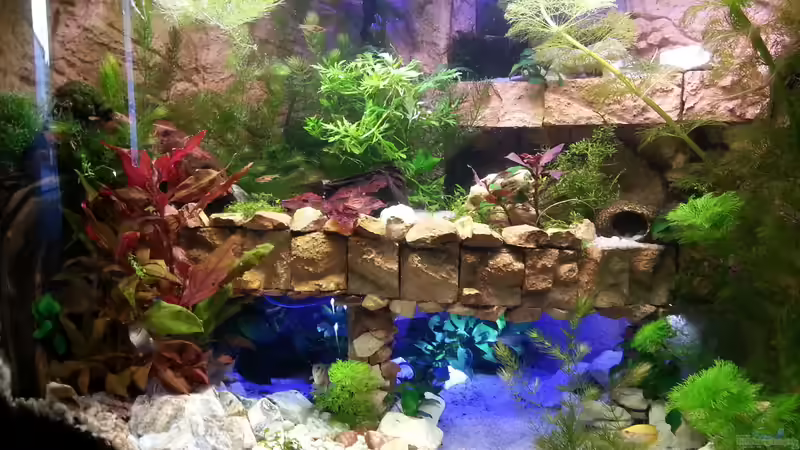 Dekoration im Aquarium Juwel Trigon 190 von Bluemoon (3)