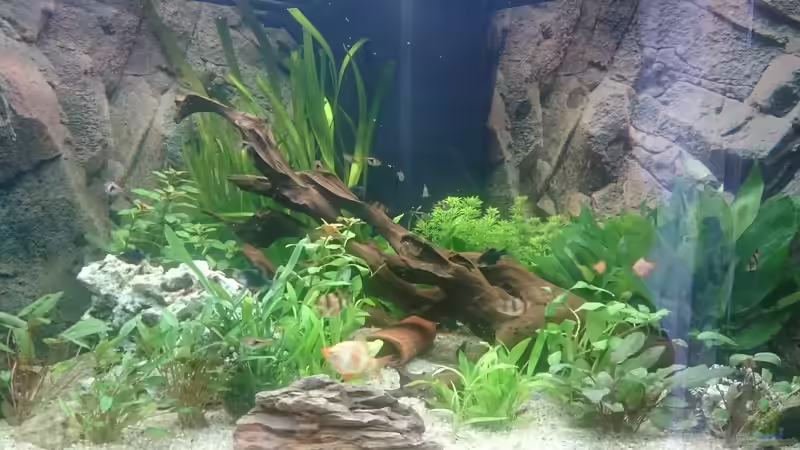 Dekoration im Aquarium Juwel Trigon 350 Wohnzimmer von Chris de Bird (8)