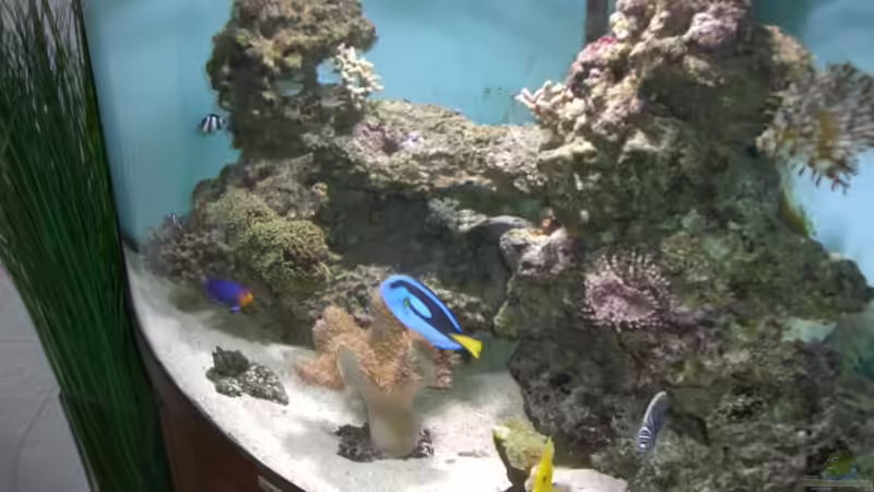 Dekoration im Aquarium Juwel Trigon von Nelson Mira (4)