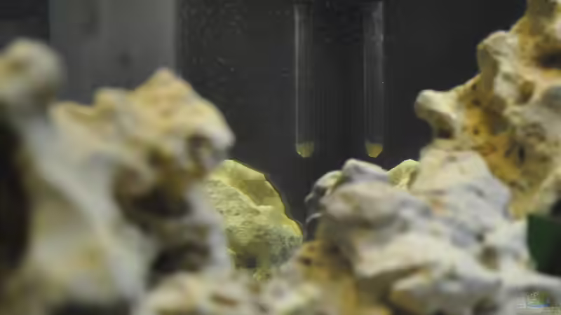 Dekoration im Aquarium Juwel Vision 180 von Marco Rath (3)