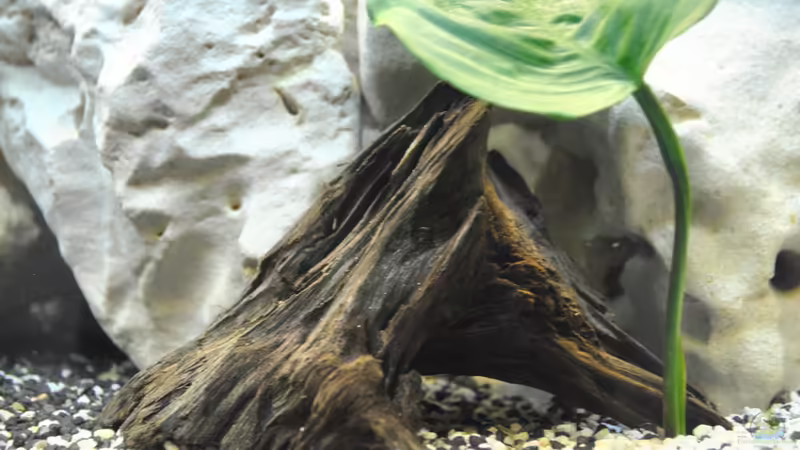 Dekoration im Aquarium Juwel Vision 180 von Marco Rath (4)