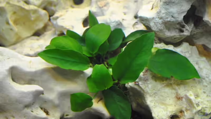 Dekoration im Aquarium Juwel Vision 180 von Marco Rath (5)