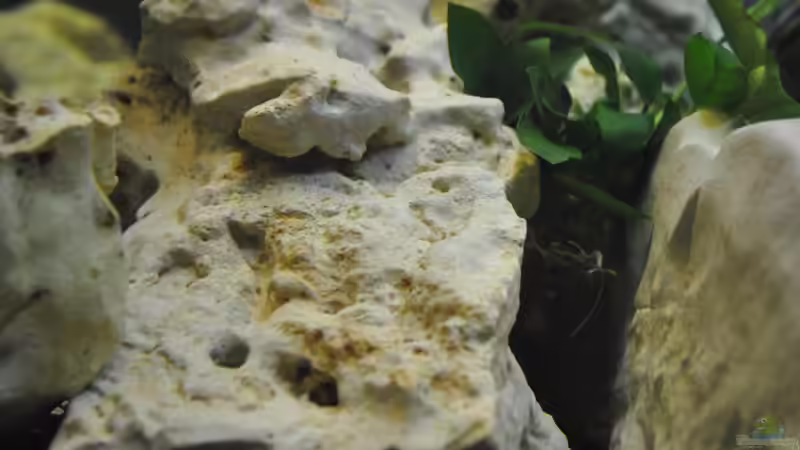 Dekoration im Aquarium Juwel Vision 180 von Marco Rath (6)