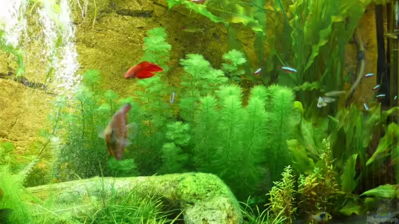 Dekoration im Aquarium Juwel Vision 260 von Ralf Hoffmann (12)