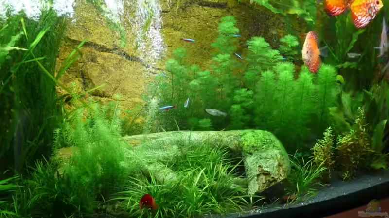 Dekoration im Aquarium Juwel Vision 260 von Ralf Hoffmann (13)