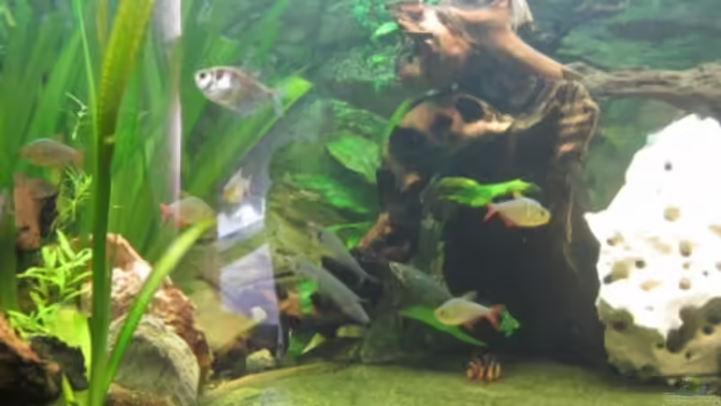 Dekoration im Aquarium Juwel Vision 450 von Thomas Dörfel (5)