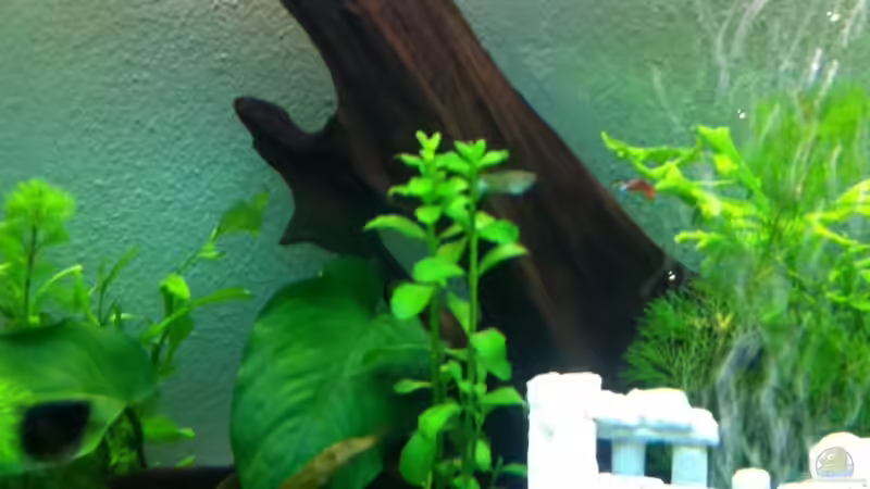 Dekoration im Aquarium Juwel Vision von Sebastian Wytrych (3)