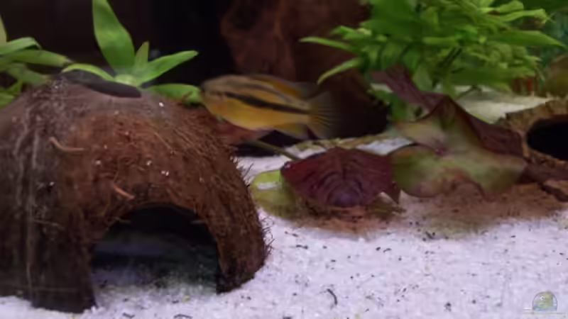 Dekoration im Aquarium Juwel von big (11)