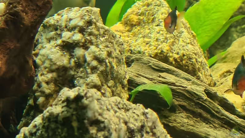 Dekoration im Aquarium Juwel von Somi7 (8)