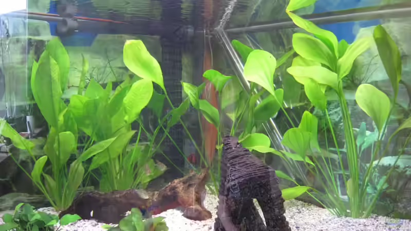 Dekoration im Aquarium Juwel von Tiger Fisch (4)