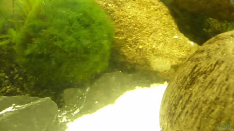 Dekoration im Aquarium KaFi von Noah H. (10)