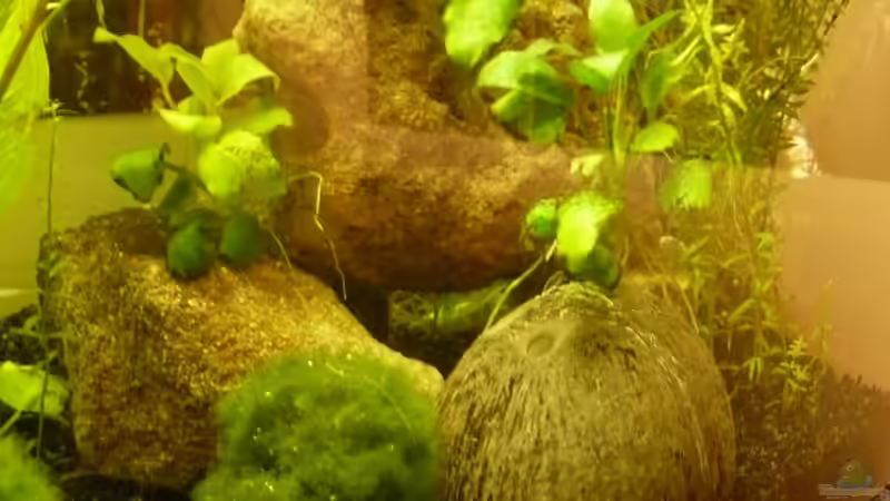 Dekoration im Aquarium KaFi von Noah H. (8)