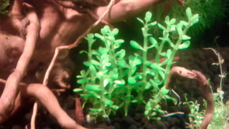 Dekoration im Aquarium Kai´s kleine Garnelenzucht 2 von Kai M (15)