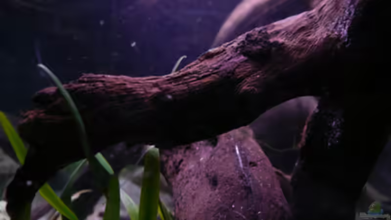 Dekoration im Aquarium Kakadus von Cichlid Power (13)