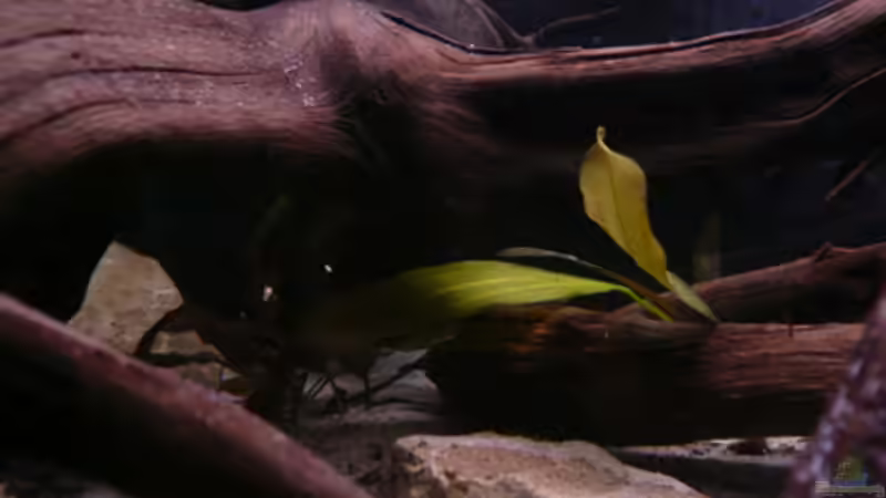 Dekoration im Aquarium Kakadus von Cichlid Power (15)