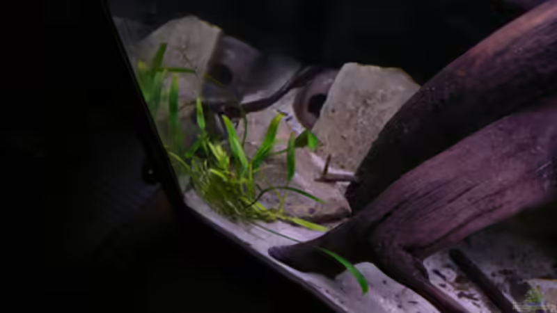 Dekoration im Aquarium Kakadus von Cichlid Power (17)