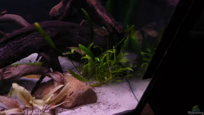 Dekoration im Aquarium Kakadus von Cichlid Power (19)