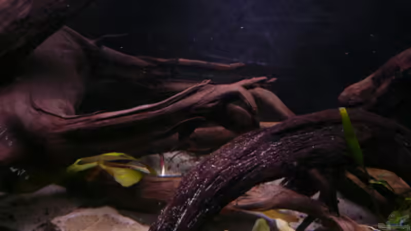 Dekoration im Aquarium Kakadus von Cichlid Power (20)