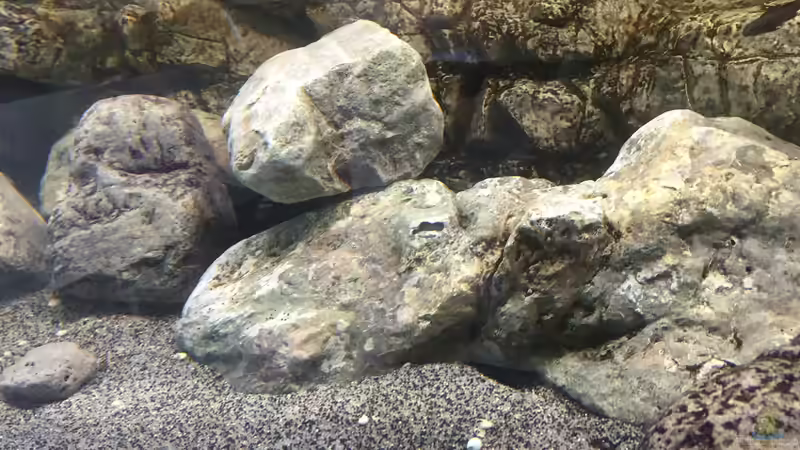 Dekoration im Aquarium Kaskazini´s Tank von dagloa (5)