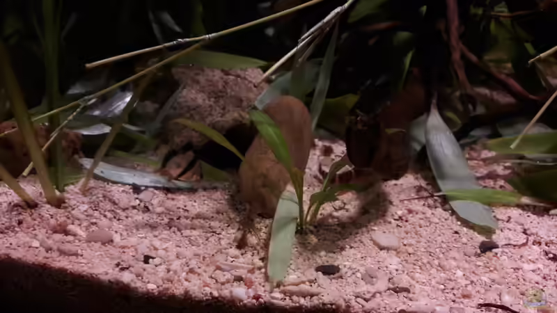 Dekoration im Aquarium Kasumi von Leo-FAN (23)