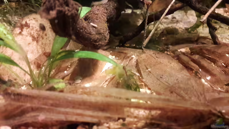 Dekoration im Aquarium Kasumi von Leo-FAN (24)