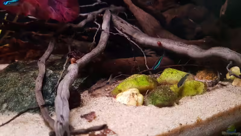 Dekoration im Aquarium Keep It Simple von YoshiMaus (12)