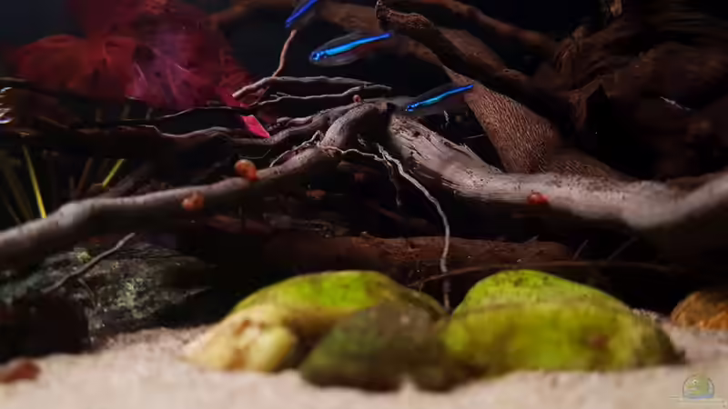 Dekoration im Aquarium Keep It Simple von YoshiMaus (14)