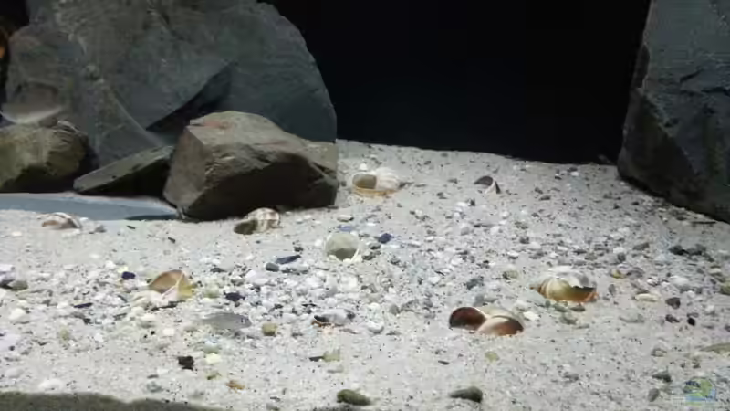 Dekoration im Aquarium Kekese meets Kungwe Bay - Nur noch als Beispiel von Julien Preuß (3)