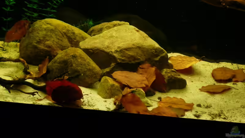 Dekoration im Aquarium Kellerbecken von Cichlid Power (39)