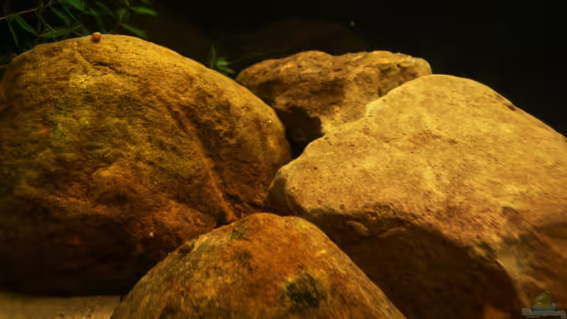 Dekoration im Aquarium Kellerbecken von Cichlid Power (42)