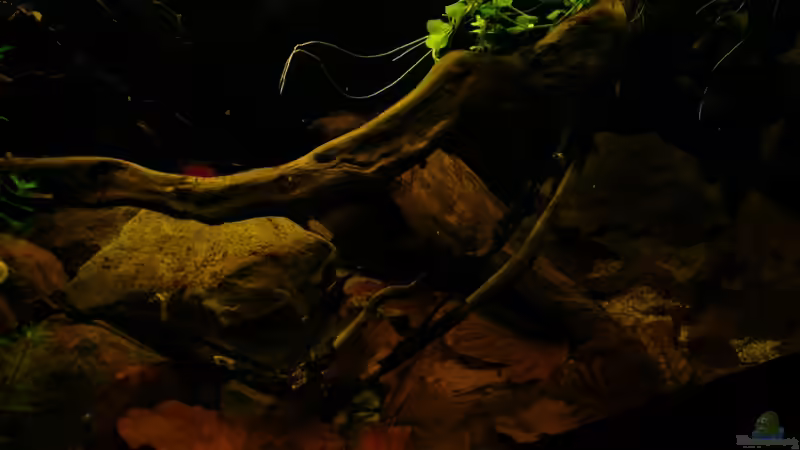 Dekoration im Aquarium Kellerbecken von Cichlid Power (43)