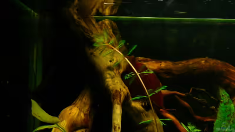 Dekoration im Aquarium Kellerbecken von Cichlid Power (44)