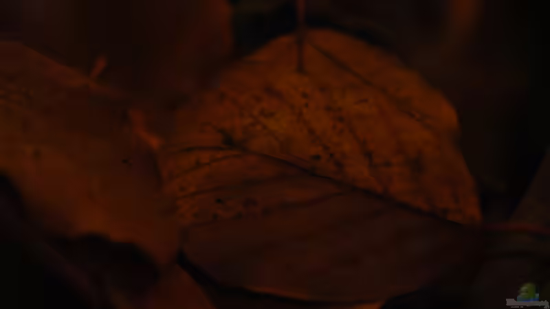 Dekoration im Aquarium Kellerbecken von Cichlid Power (45)