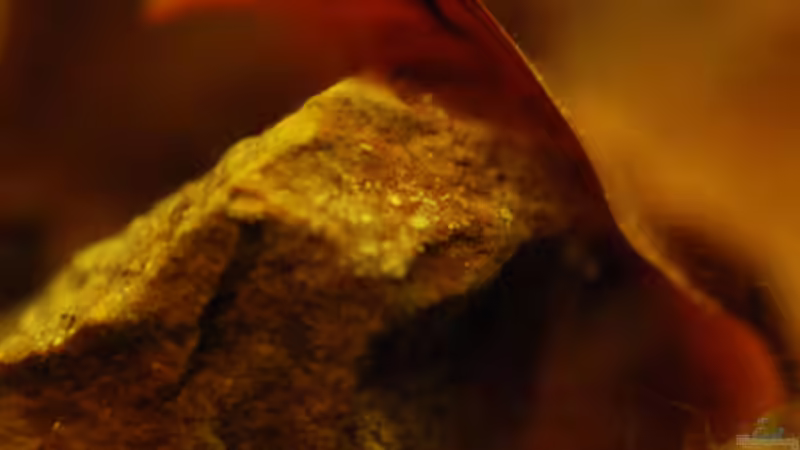 Dekoration im Aquarium Kellerbecken von Cichlid Power (47)