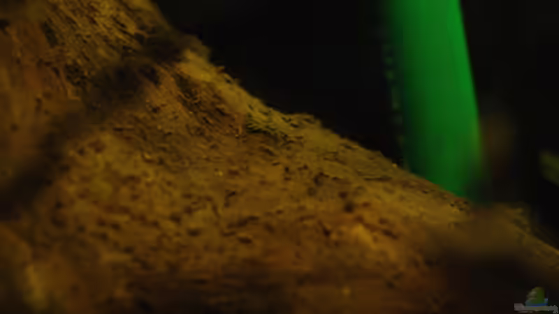 Dekoration im Aquarium Kellerbecken von Cichlid Power (48)