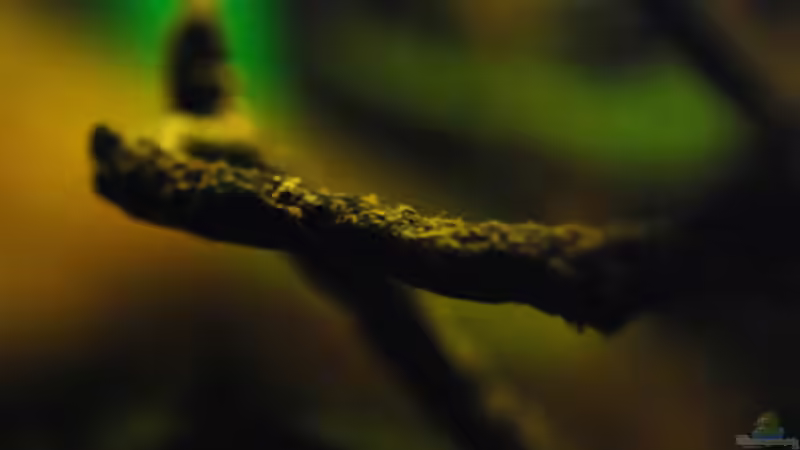 Dekoration im Aquarium Kellerbecken von Cichlid Power (49)