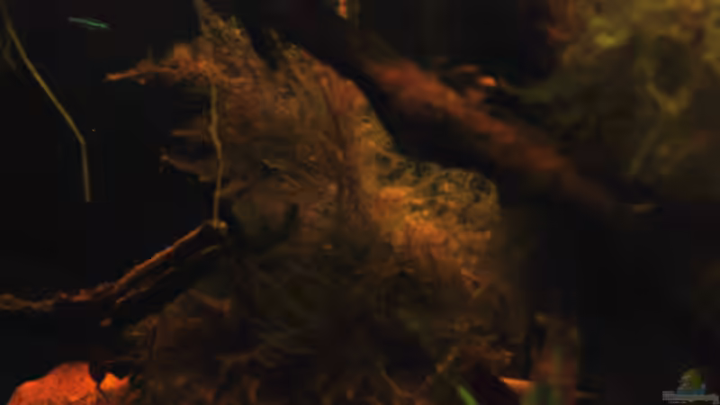 Dekoration im Aquarium Kellerbecken von Cichlid Power (52)