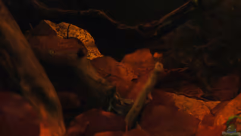 Dekoration im Aquarium Kellerbecken von Cichlid Power (53)