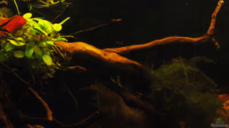 Dekoration im Aquarium Kellerbecken von Cichlid Power (54)