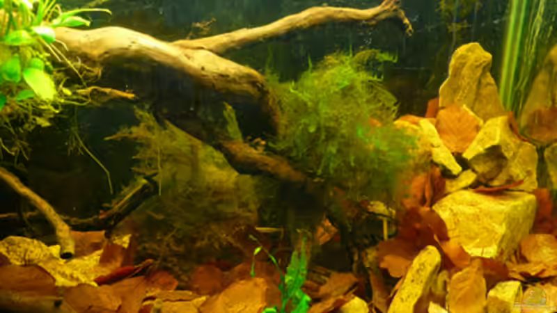 Dekoration im Aquarium Kellerbecken von Cichlid Power (55)