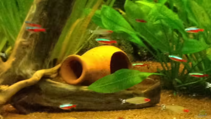 Dekoration im Aquarium Klassisches Gesellschaftsaquarium von Hage81 (15)