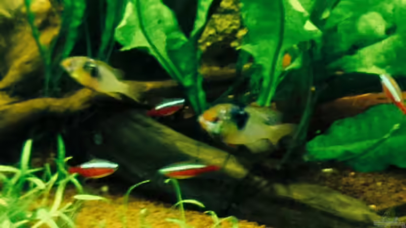 Dekoration im Aquarium Klassisches Gesellschaftsaquarium von Hage81 (16)