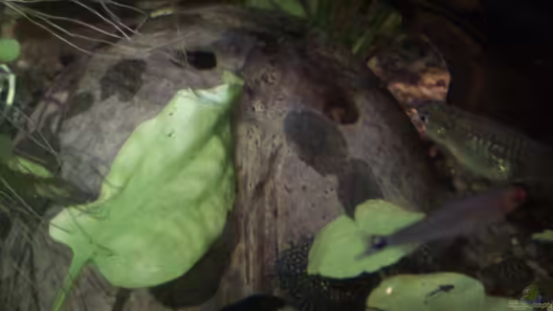 Dekoration im Aquarium klein aber fein von Kai Kern (8)