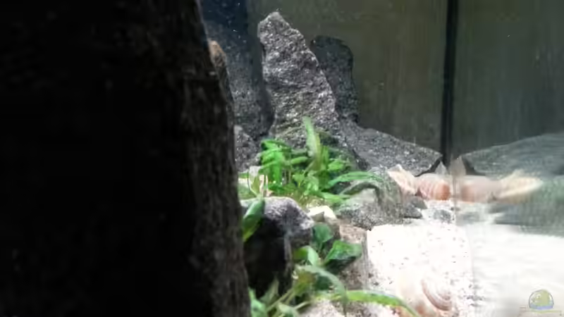 Dekoration im Aquarium klein Afrika von junger Aquarianer (22)