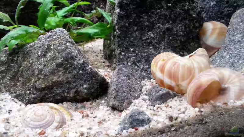 Dekoration im Aquarium klein Afrika von junger Aquarianer (23)