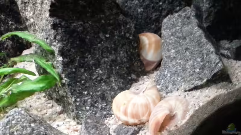 Dekoration im Aquarium klein Afrika von junger Aquarianer (24)