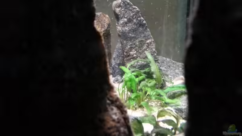 Dekoration im Aquarium klein Afrika von junger Aquarianer (25)