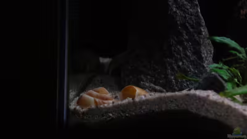 Dekoration im Aquarium klein Afrika von junger Aquarianer (26)