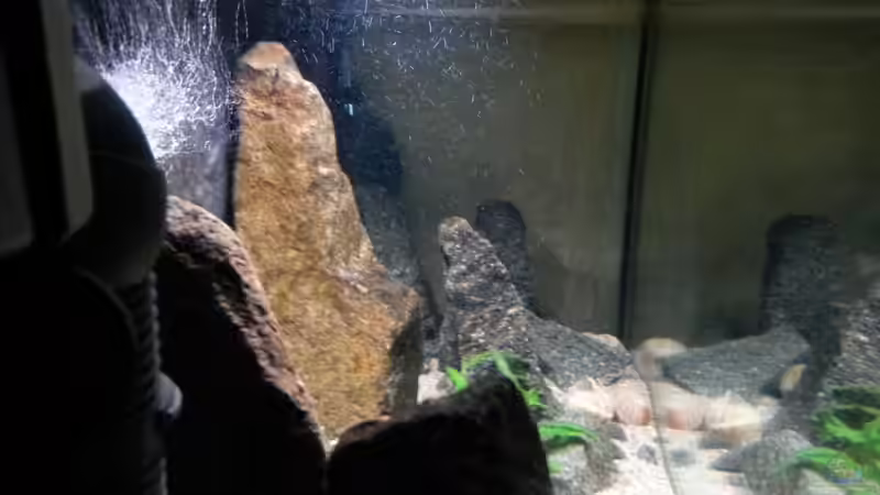 Dekoration im Aquarium klein Afrika von junger Aquarianer (27)