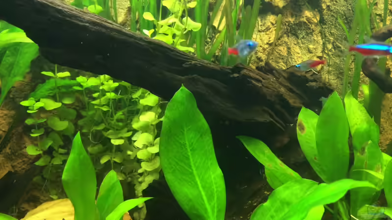 Dekoration im Aquarium Klein Südamerika von Bader0203 (6)